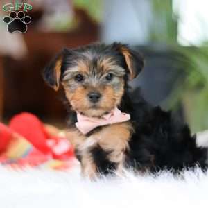 Millie, Yorkie Puppy